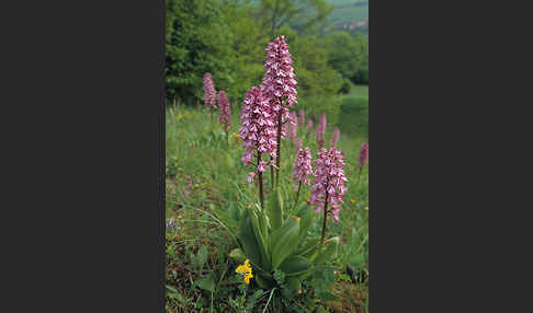 Helm-Knabenkraut x Purpur-Knabenkraut (Orchis x hybrida)