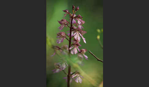 Purpur-Knabenkraut (Orchis purpurea)