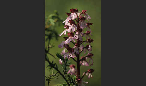 Purpur-Knabenkraut (Orchis purpurea)