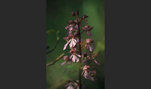 Purpur-Knabenkraut (Orchis purpurea)