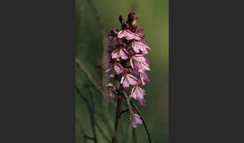 Purpur-Knabenkraut (Orchis purpurea)