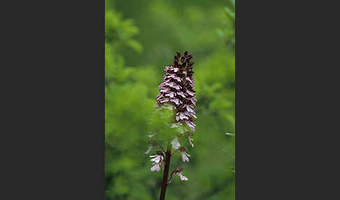 Purpur-Knabenkraut (Orchis purpurea)