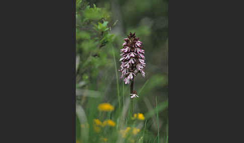 Purpur-Knabenkraut (Orchis purpurea)