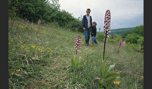 Purpur-Knabenkraut (Orchis purpurea)