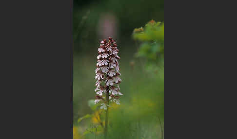 Purpur-Knabenkraut (Orchis purpurea)