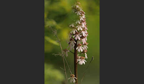 Purpur-Knabenkraut (Orchis purpurea)