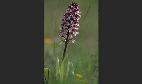 Purpur-Knabenkraut (Orchis purpurea)