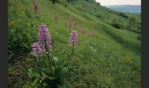 Helm-Knabenkraut (Orchis militaris)