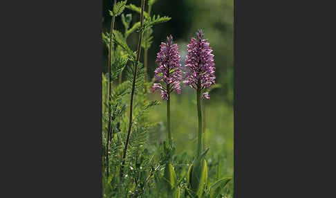 Helm-Knabenkraut (Orchis militaris)