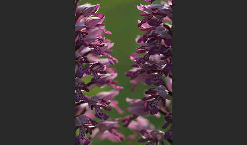 Helm-Knabenkraut (Orchis militaris)