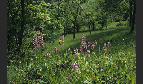 Helm-Knabenkraut (Orchis militaris)