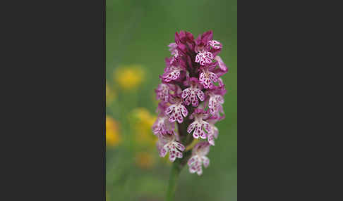 Dreizähniges Knabenkraut x Brand-Knabenkraut (Orchis tridentata x Orchis ustulata)