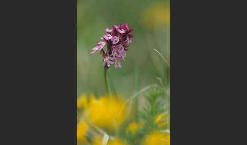Dreizähniges Knabenkraut x Brand-Knabenkraut (Orchis tridentata x Orchis ustulata)