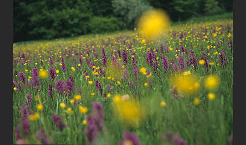 Breitblättrige Kuckucksblume (Dactylorhiza majalis)