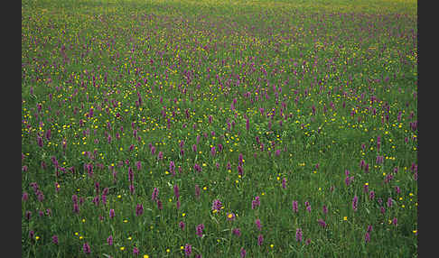 Breitblättrige Kuckucksblume (Dactylorhiza majalis)