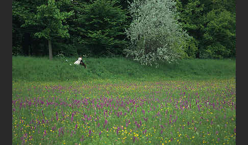 Breitblättrige Kuckucksblume (Dactylorhiza majalis)