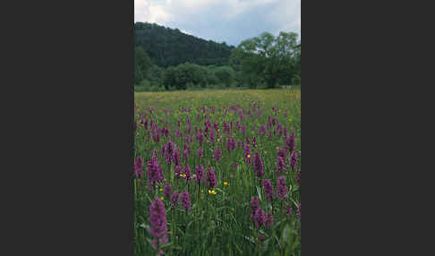 Breitblättrige Kuckucksblume (Dactylorhiza majalis)