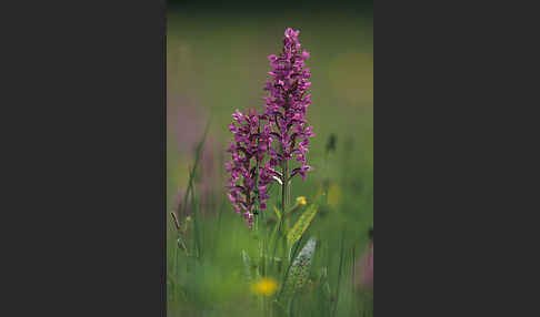 Breitblättrige Kuckucksblume (Dactylorhiza majalis)