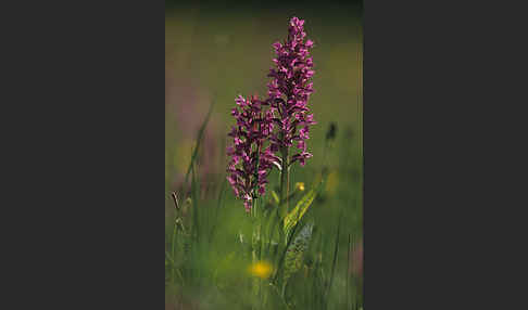 Breitblättrige Kuckucksblume (Dactylorhiza majalis)