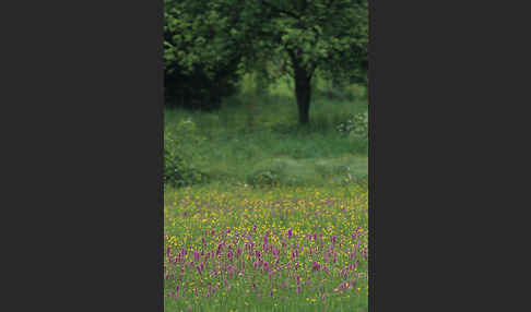 Breitblättrige Kuckucksblume (Dactylorhiza majalis)