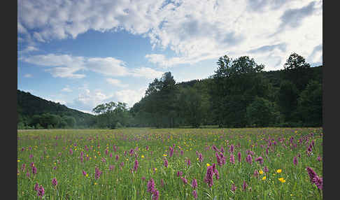 Breitblättrige Kuckucksblume (Dactylorhiza majalis)