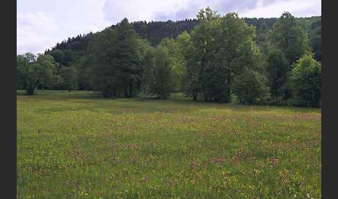 Breitblättrige Kuckucksblume (Dactylorhiza majalis)