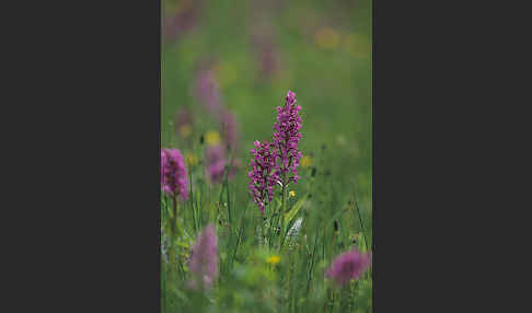 Breitblättrige Kuckucksblume (Dactylorhiza majalis)