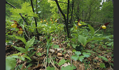 Frauenschuh (Cypripedium calceolus)