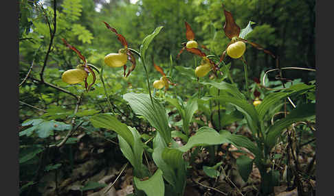 Frauenschuh (Cypripedium calceolus)