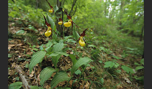 Frauenschuh (Cypripedium calceolus)