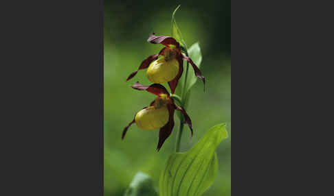 Frauenschuh (Cypripedium calceolus)