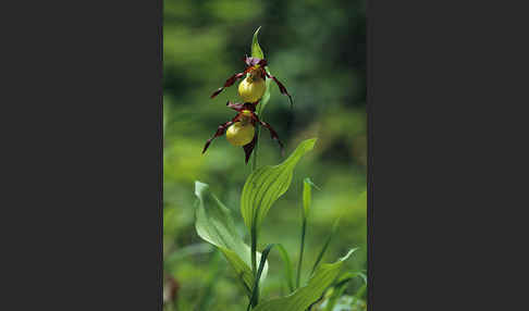 Frauenschuh (Cypripedium calceolus)