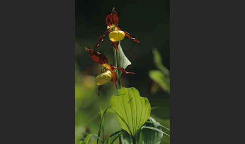 Frauenschuh (Cypripedium calceolus)