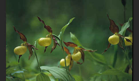 Frauenschuh (Cypripedium calceolus)