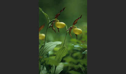 Frauenschuh (Cypripedium calceolus)