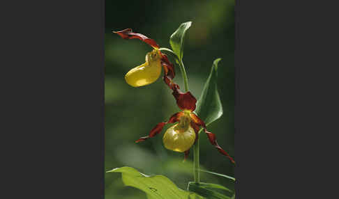 Frauenschuh (Cypripedium calceolus)