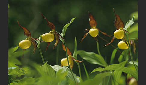 Frauenschuh (Cypripedium calceolus)