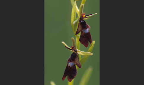 Fliegen-Ragwurz (Ophrys insectifera)