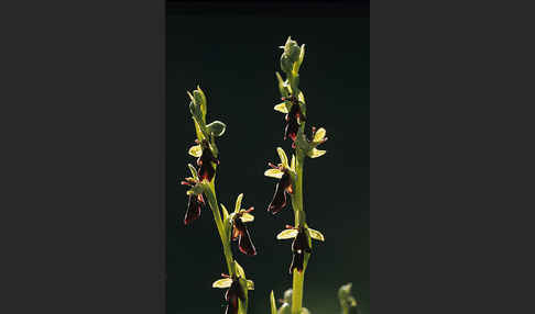 Fliegen-Ragwurz (Ophrys insectifera)