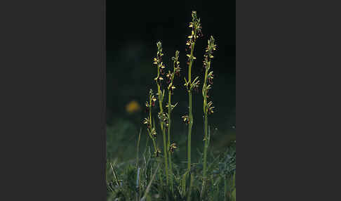 Fliegen-Ragwurz (Ophrys insectifera)