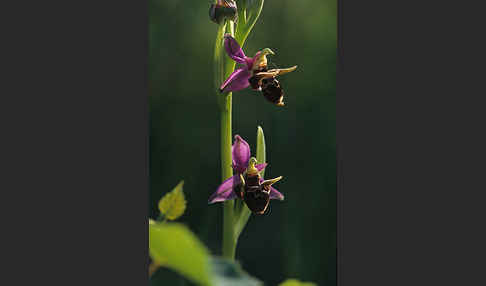 Gehörnte Ragwurz (Ophrys oestrifera)