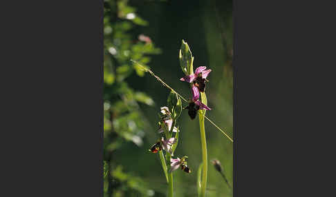 Hummel-Ragwurz x Schnepfen-Ragwurz sspec. (Ophrys holoserica x Ophrys scolopax cornuta)