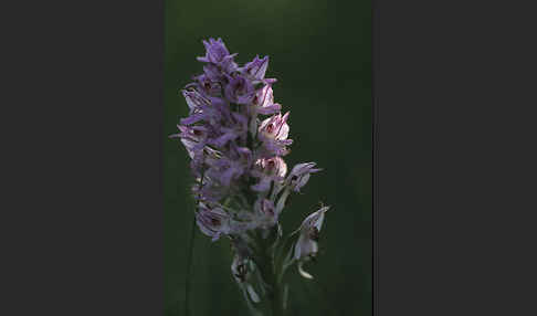 Dreizähniges Knabenkraut (Orchis tridentata)