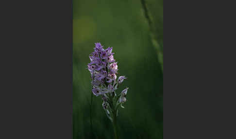 Dreizähniges Knabenkraut (Orchis tridentata)