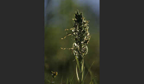 Bocks-Riemenzunge (Himantoglossum hircinum)