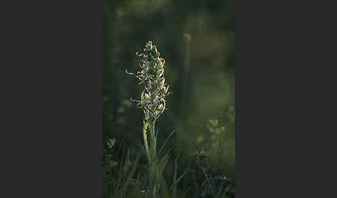 Bocks-Riemenzunge (Himantoglossum hircinum)