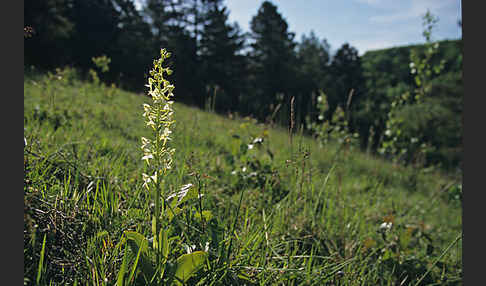 Berg-Waldhyazinthe (Platanthera chlorantha)