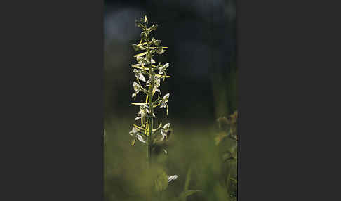 Berg-Waldhyazinthe (Platanthera chlorantha)