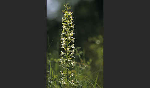 Berg-Waldhyazinthe (Platanthera chlorantha)