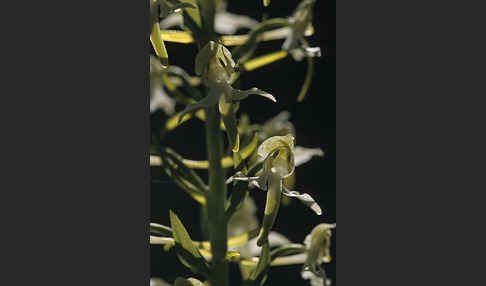 Berg-Waldhyazinthe (Platanthera chlorantha)